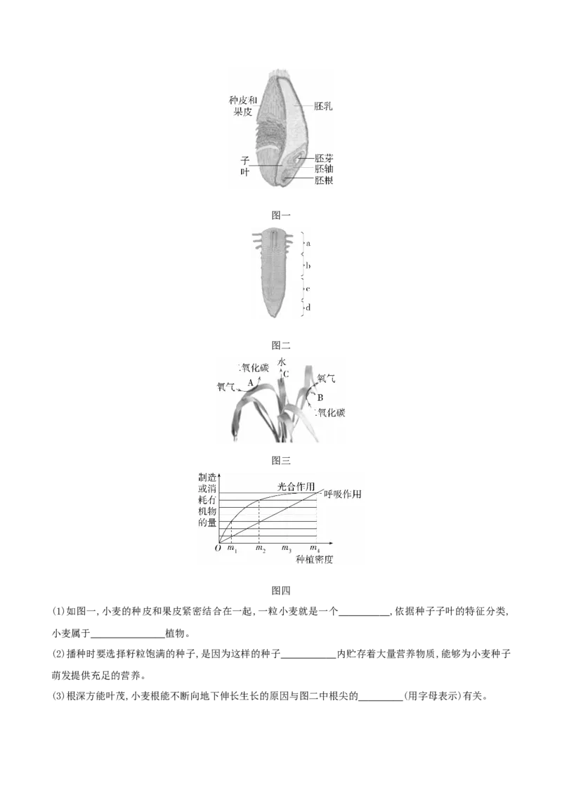 专题08被子植物的一生（解析版）_6生物中考复习_2023年中考复习资料_专项复习_2023年中考生物总复习真题探究与变式训练（全国通用）