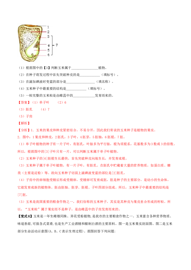 专题08被子植物的一生（解析版）_6生物中考复习_2023年中考复习资料_专项复习_2023年中考生物总复习真题探究与变式训练（全国通用）