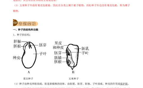 专题08被子植物的一生（解析版）_6生物中考复习_2023年中考复习资料_专项复习_2023年中考生物总复习真题探究与变式训练（全国通用）