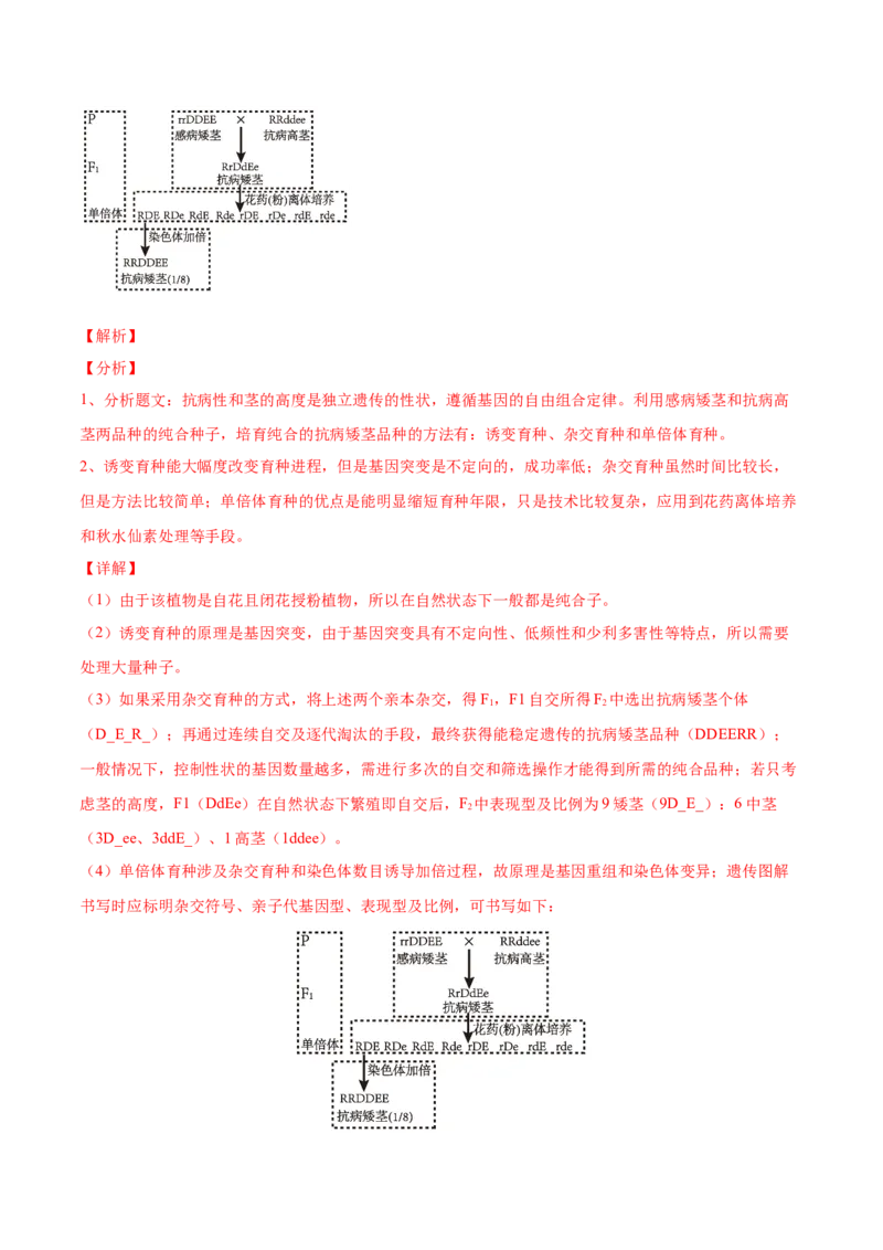 考向14基因突变及其他变异-备战2023年高考生物一轮复习考点微专题（全国通用）（解析版）(1)_通用版（老高考）复习资料_2023年复习资料_一轮复习