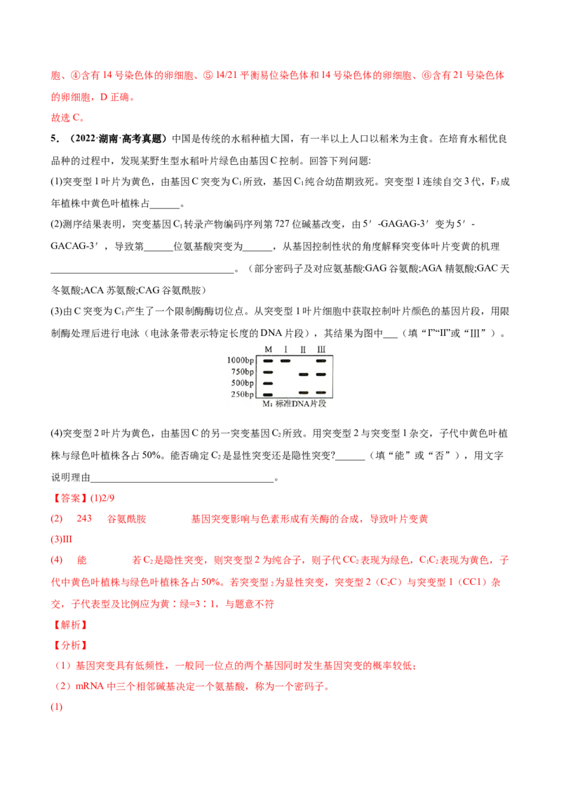 考向14基因突变及其他变异-备战2023年高考生物一轮复习考点微专题（全国通用）（解析版）(1)_通用版（老高考）复习资料_2023年复习资料_一轮复习