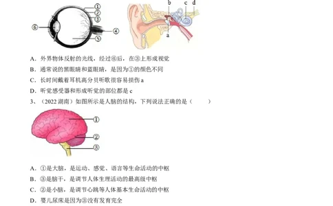 专题14人体生命活动的调节（原卷版）_6生物中考复习_2023年中考复习资料_一轮复习_2023年中考生物一轮复习讲练测_专题14人体生命活动的调节（专题精练）-2023年中考生物一轮复习讲练测
