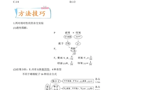 考向10基因的自由组合定律-备战2023年高考生物一轮复习考点微专题（全国通用）（原卷版）_通用版（老高考）复习资料_2023年复习资料_一轮复习
