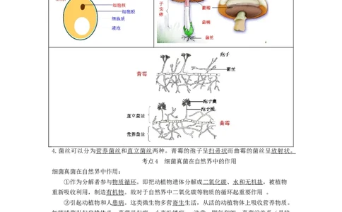 专题14生物圈中的微生物（知识帮）-备战2023年中考生物一轮复习考点帮（全国通用）_6生物中考复习_2023年中考复习资料_一轮复习