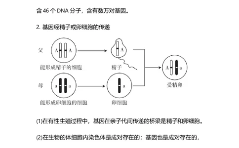 专题17生物的遗传和变异-备战2023年中考生物核心考点梳理与必背_6生物中考复习_2023年中考复习资料_专项复习_备战2023年中考生物核心考点梳理与必背