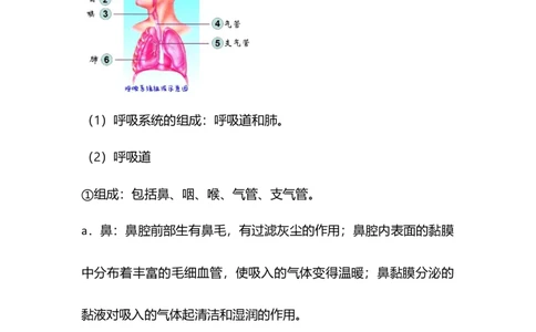 专题08人体的呼吸-备战2023年中考生物核心考点梳理与必背_6生物中考复习_2023年中考复习资料_专项复习_备战2023年中考生物核心考点梳理与必背