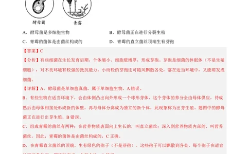专题14生物圈中的微生物（习题帮）（解析版）_6生物中考复习_2023年中考复习资料_一轮复习_备战2023年中考生物一轮复习考点帮（全国通用）288506454