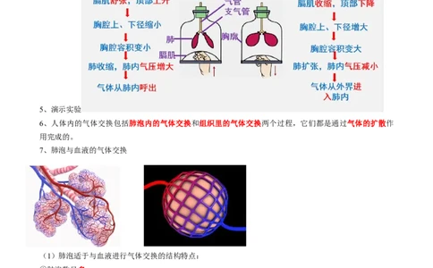 专题11人体的呼吸-2022年中考生物一轮复习抓重点考典型（人教版）（原卷版）_6生物中考复习_2023年中考复习资料_一轮复习_2022年中考生物一轮复习抓重点考典型（人教版）
