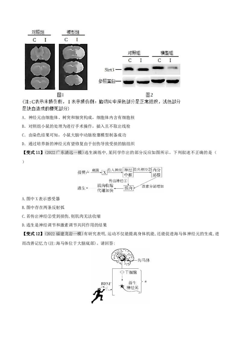 专题15人体生命活动的调节（原卷版）_6生物中考复习_2023年中考复习资料_专项复习_2023年中考生物总复习真题探究与变式训练（全国通用）