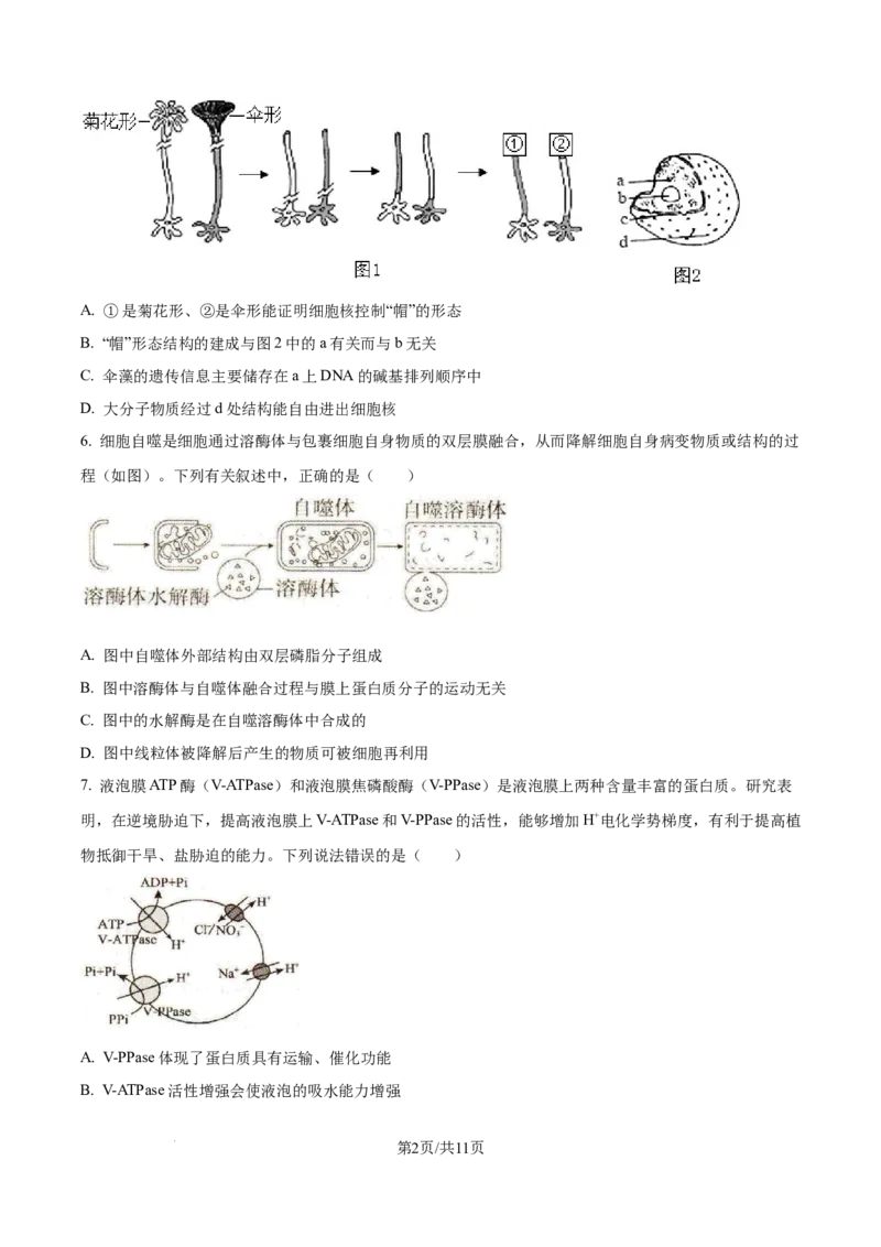 精品解析：辽宁省抚顺市六校协作体2025-2026学年高一上学期期末联考生物试卷（原卷版）_2026年01月高一试卷_260117辽宁省抚顺市六校协作体2025-2026学年高一上学期期末联考（全）