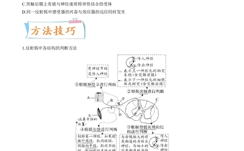 考向17神经调节-备战2023年高考生物一轮复习考点微专题（全国通用）（原卷版）_通用版（老高考）复习资料_2023年复习资料_一轮复习_备战2023年高考生物一轮复习考点微专题（全国通用）