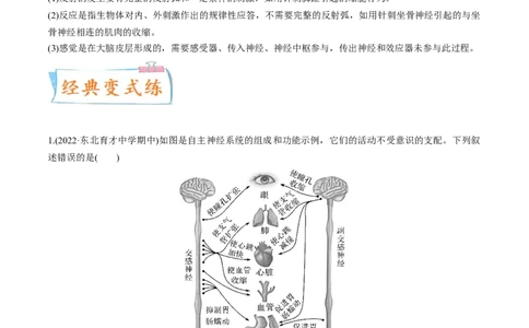 考向17神经调节-备战2023年高考生物一轮复习考点微专题（全国通用）（原卷版）_通用版（老高考）复习资料_2023年复习资料_一轮复习_备战2023年高考生物一轮复习考点微专题（全国通用）