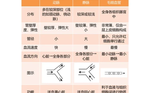 专题09人体内物质的运输-备战2023年中考生物核心考点梳理与必背_6生物中考复习_2023年中考复习资料_专项复习_备战2023年中考生物核心考点梳理与必背