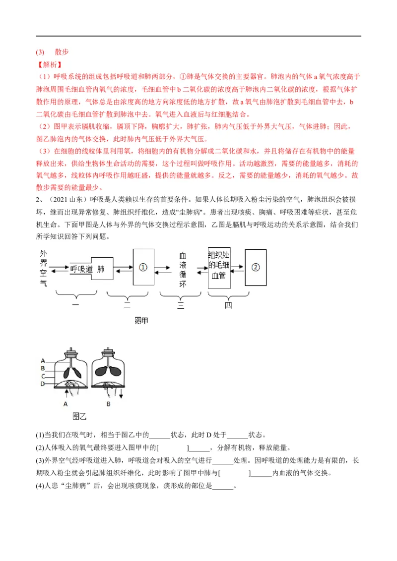 专题11人体的呼吸（解析版）_6生物中考复习_2023年中考复习资料_一轮复习_2023年中考生物一轮复习讲练测_专题11人体的呼吸（专题精练）-2023年中考生物一轮复习讲练测