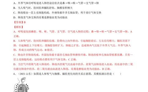 专题11人体的呼吸（解析版）_6生物中考复习_2023年中考复习资料_一轮复习_2023年中考生物一轮复习讲练测_专题11人体的呼吸（专题精练）-2023年中考生物一轮复习讲练测