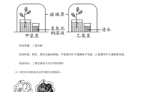 专题10绿色植物与生物圈中的碳&mdash;氧平衡（原卷版）_6生物中考复习_2023年中考复习资料_专项复习_2023年中考生物总复习真题探究与变式训练（全国通用）