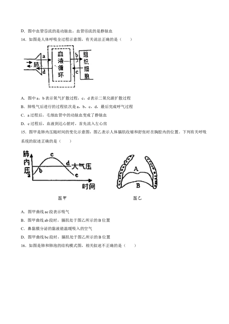 专题11人体的呼吸（习题精练）（全国通用）（原卷版）_6生物中考复习_2024年中考复习资料_一轮复习资料_省心备考2024年中考生物一轮复习精讲精练（全国通用）