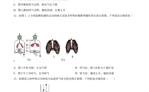 专题11人体的呼吸（习题精练）（全国通用）（原卷版）_6生物中考复习_2024年中考复习资料_一轮复习资料_省心备考2024年中考生物一轮复习精讲精练（全国通用）