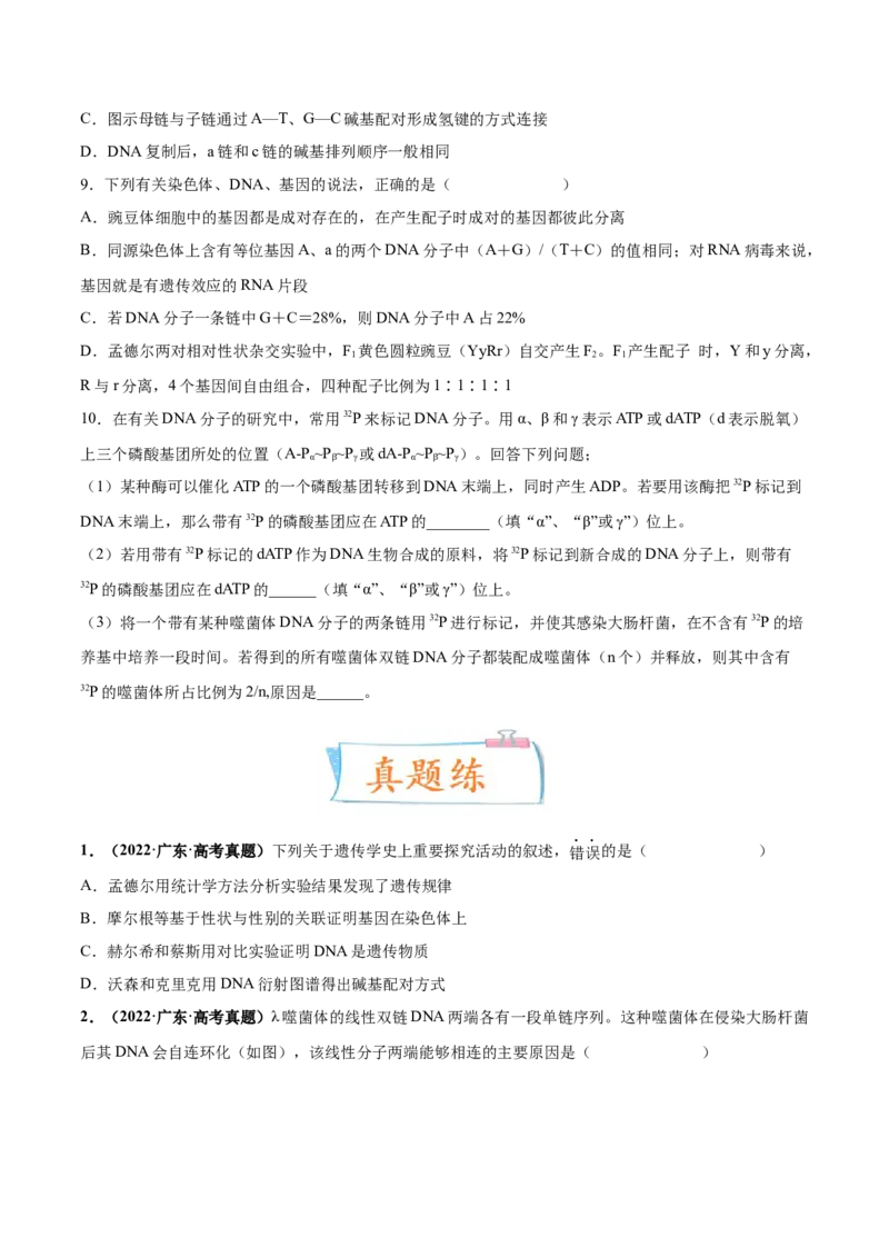 考向12基因的本质-备战2023年高考生物一轮复习考点微专题（全国通用）（原卷版）(1)_通用版（老高考）复习资料_2023年复习资料_一轮复习