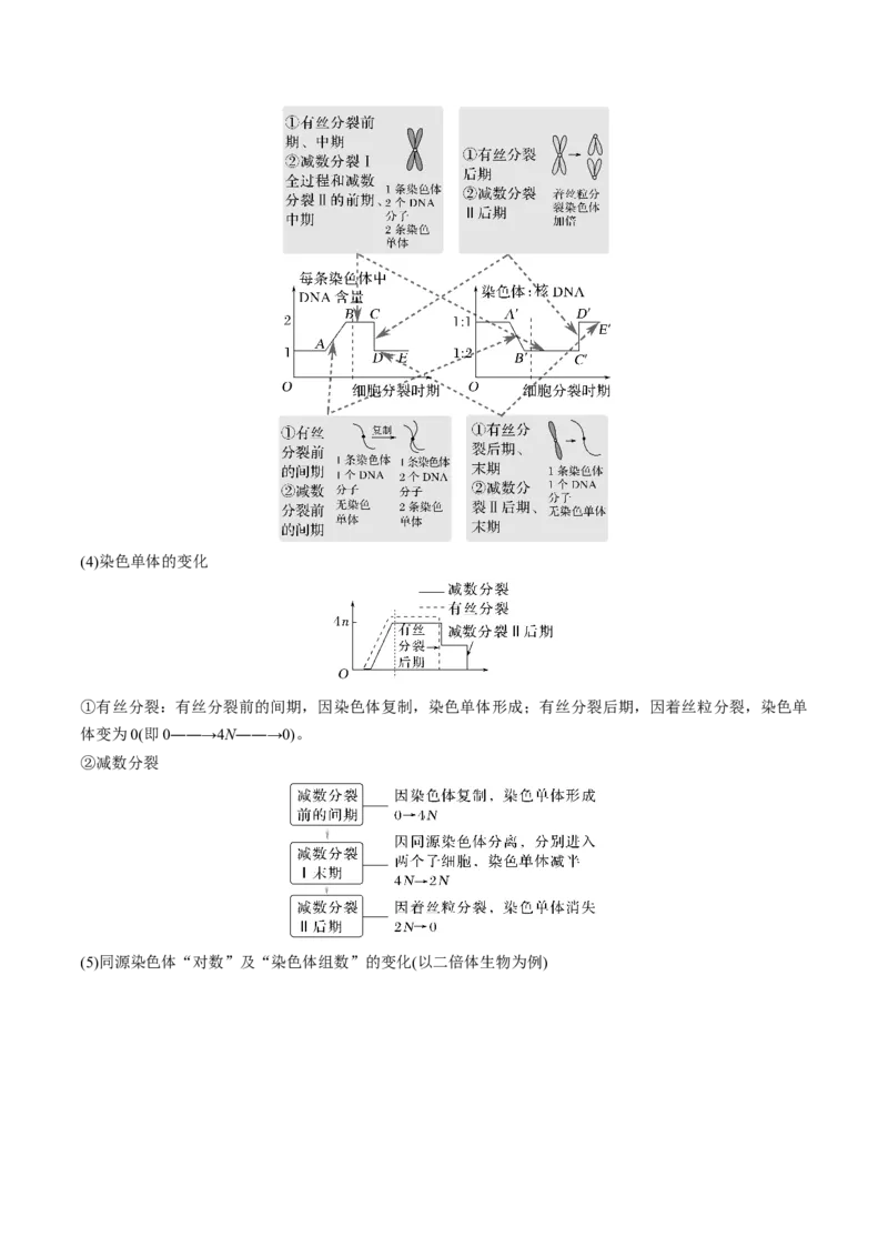 考向08减数分裂和受精作用-备战2023年高考生物一轮复习考点微专题（全国通用）（解析版）_通用版（老高考）复习资料_2023年复习资料_一轮复习