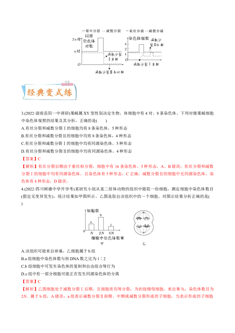 考向08减数分裂和受精作用-备战2023年高考生物一轮复习考点微专题（全国通用）（解析版）_通用版（老高考）复习资料_2023年复习资料_一轮复习