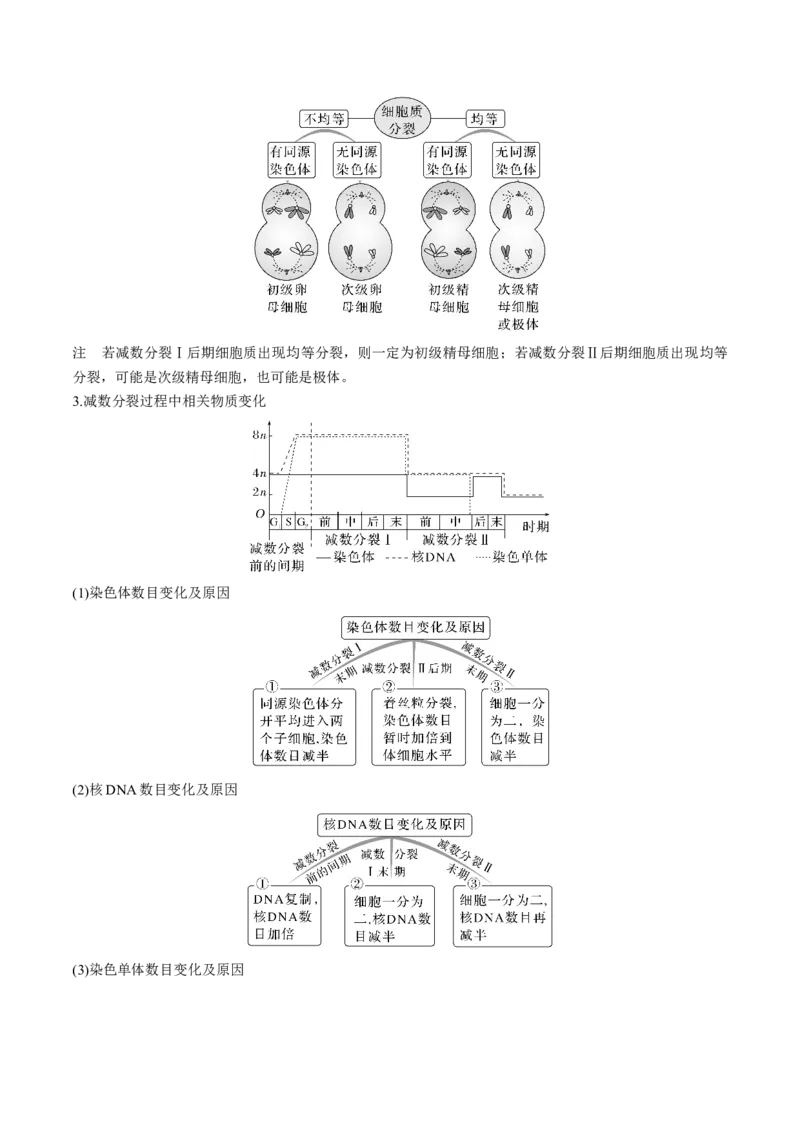考向08减数分裂和受精作用-备战2023年高考生物一轮复习考点微专题（全国通用）（解析版）_通用版（老高考）复习资料_2023年复习资料_一轮复习
