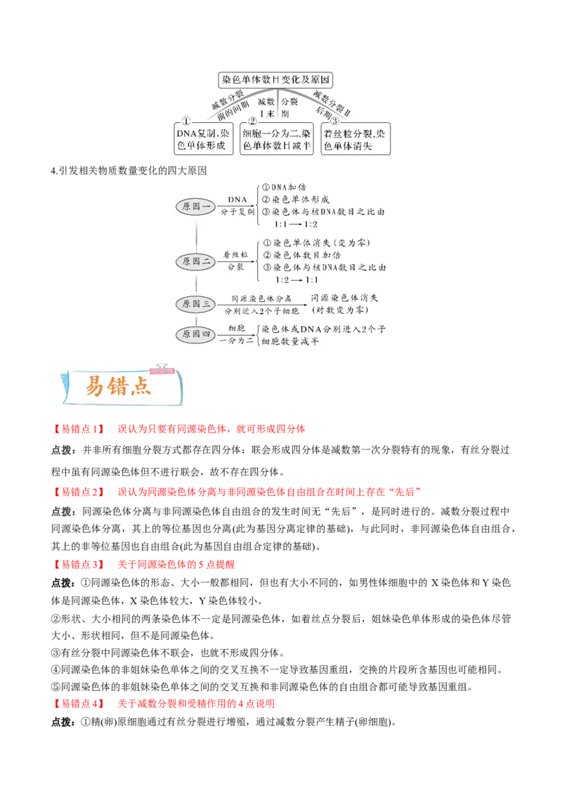 考向08减数分裂和受精作用-备战2023年高考生物一轮复习考点微专题（全国通用）（解析版）_通用版（老高考）复习资料_2023年复习资料_一轮复习