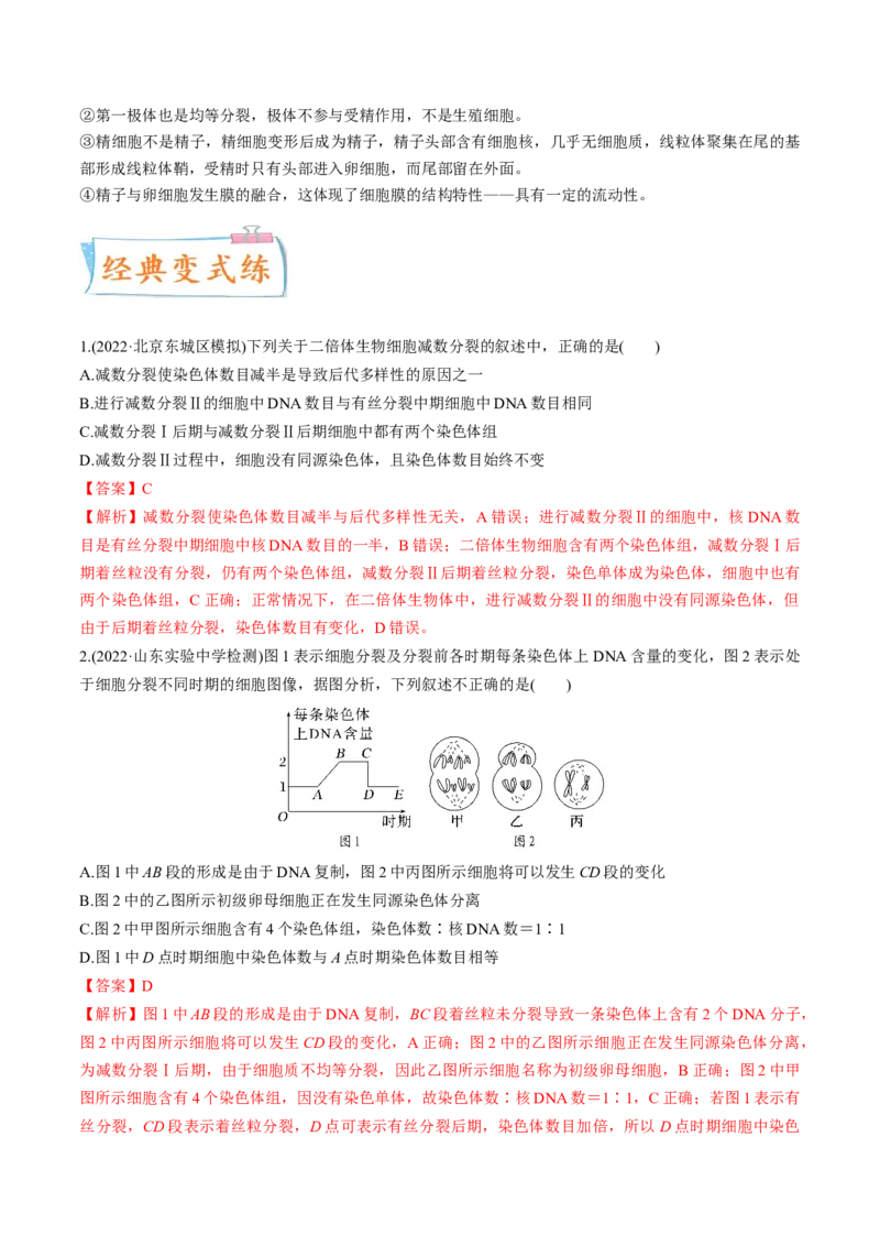 考向08减数分裂和受精作用-备战2023年高考生物一轮复习考点微专题（全国通用）（解析版）_通用版（老高考）复习资料_2023年复习资料_一轮复习