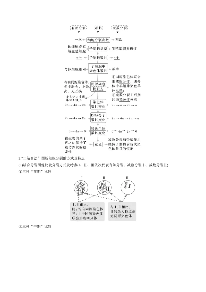 考向08减数分裂和受精作用-备战2023年高考生物一轮复习考点微专题（全国通用）（解析版）_通用版（老高考）复习资料_2023年复习资料_一轮复习