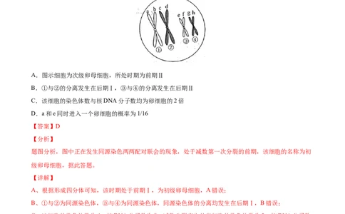 考向08减数分裂和受精作用-备战2023年高考生物一轮复习考点微专题（全国通用）（解析版）_通用版（老高考）复习资料_2023年复习资料_一轮复习