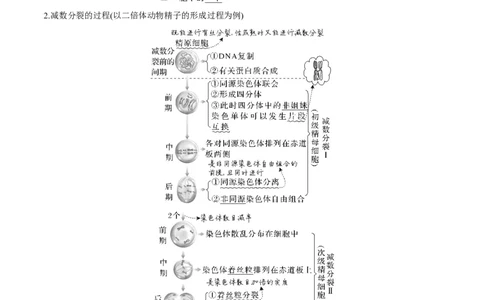 考向08减数分裂和受精作用-备战2023年高考生物一轮复习考点微专题（全国通用）（解析版）_通用版（老高考）复习资料_2023年复习资料_一轮复习