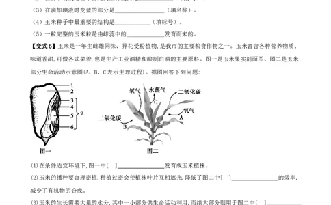 专题08被子植物的一生（原卷版）_6生物中考复习_2023年中考复习资料_专项复习_2023年中考生物总复习真题探究与变式训练（全国通用）
