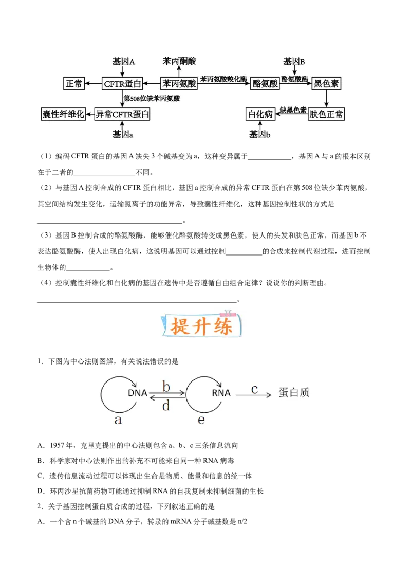 考向13基因的表达-备战2023年高考生物一轮复习考点微专题（全国通用）（原卷版）(1)_通用版（老高考）复习资料_2023年复习资料_一轮复习