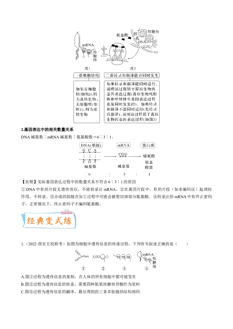 考向13基因的表达-备战2023年高考生物一轮复习考点微专题（全国通用）（原卷版）(1)_通用版（老高考）复习资料_2023年复习资料_一轮复习