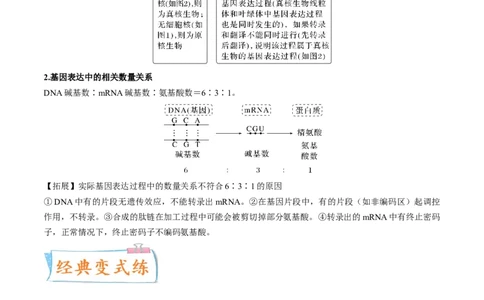 考向13基因的表达-备战2023年高考生物一轮复习考点微专题（全国通用）（原卷版）(1)_通用版（老高考）复习资料_2023年复习资料_一轮复习