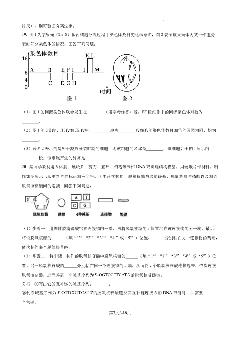精品解析：广东省湛江市2024-2025学年高一下学期4月期中生物试题（原卷版）_2026年04月高一试卷_260427广东省湛江市2024-2025学年高一下学期期中考试