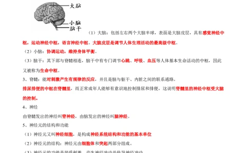 专题14人体生命活动的调节-2022年中考生物一轮复习抓重点考典型（人教版）（解析版）_6生物中考复习_2023年中考复习资料_一轮复习_2022年中考生物一轮复习抓重点考典型（人教版）