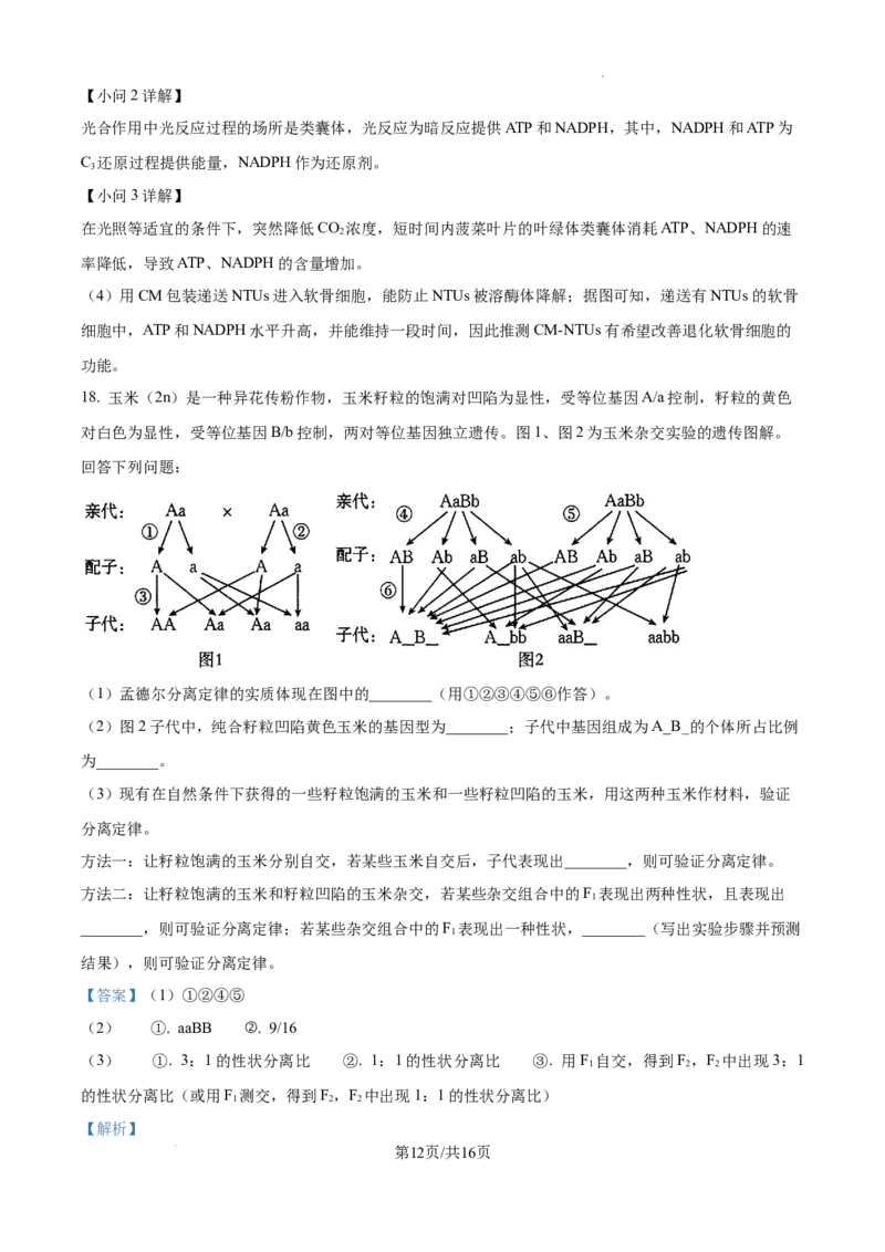 精品解析：广东省湛江市2024-2025学年高一下学期4月期中生物试题（解析版）_2026年04月高一试卷_260427广东省湛江市2024-2025学年高一下学期期中考试