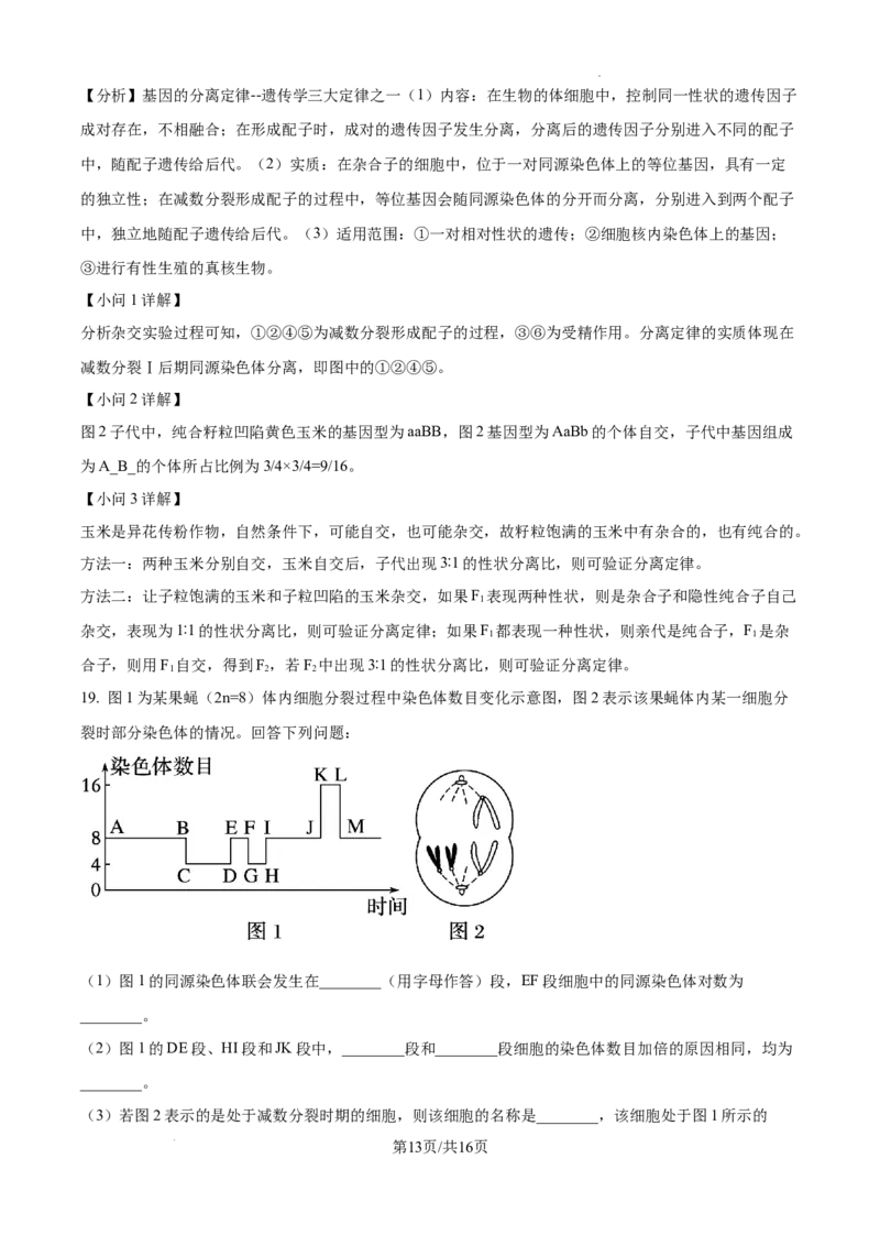 精品解析：广东省湛江市2024-2025学年高一下学期4月期中生物试题（解析版）_2026年04月高一试卷_260427广东省湛江市2024-2025学年高一下学期期中考试
