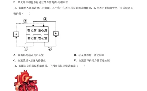 专题12人体内物质的运输（习题精练）（全国通用）（原卷版）_6生物中考复习_2024年中考复习资料_一轮复习资料_省心备考2024年中考生物一轮复习精讲精练（全国通用）