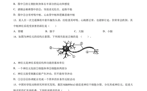 专题14人体生命活动的调节（习题精练）-省心备考2024年中考生物一轮复习精讲精练（全国通用）（原卷版）_6生物中考复习_2024年中考复习资料_一轮复习资料