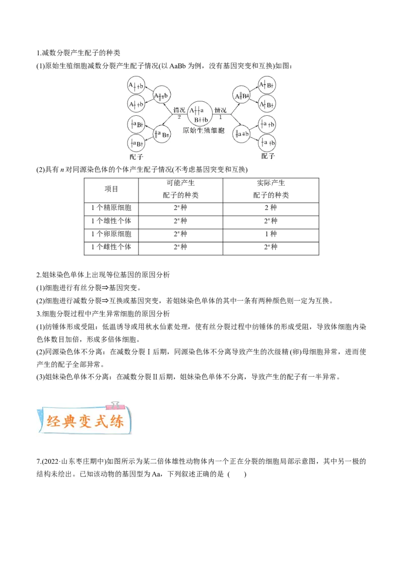 考向08减数分裂和受精作用-备战2023年高考生物一轮复习考点微专题（全国通用）（原卷版）_通用版（老高考）复习资料_2023年复习资料_一轮复习