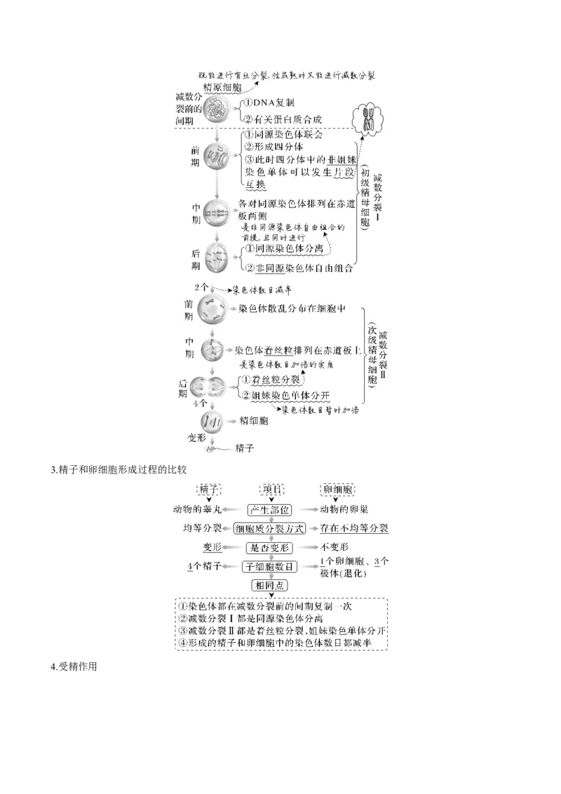 考向08减数分裂和受精作用-备战2023年高考生物一轮复习考点微专题（全国通用）（原卷版）_通用版（老高考）复习资料_2023年复习资料_一轮复习