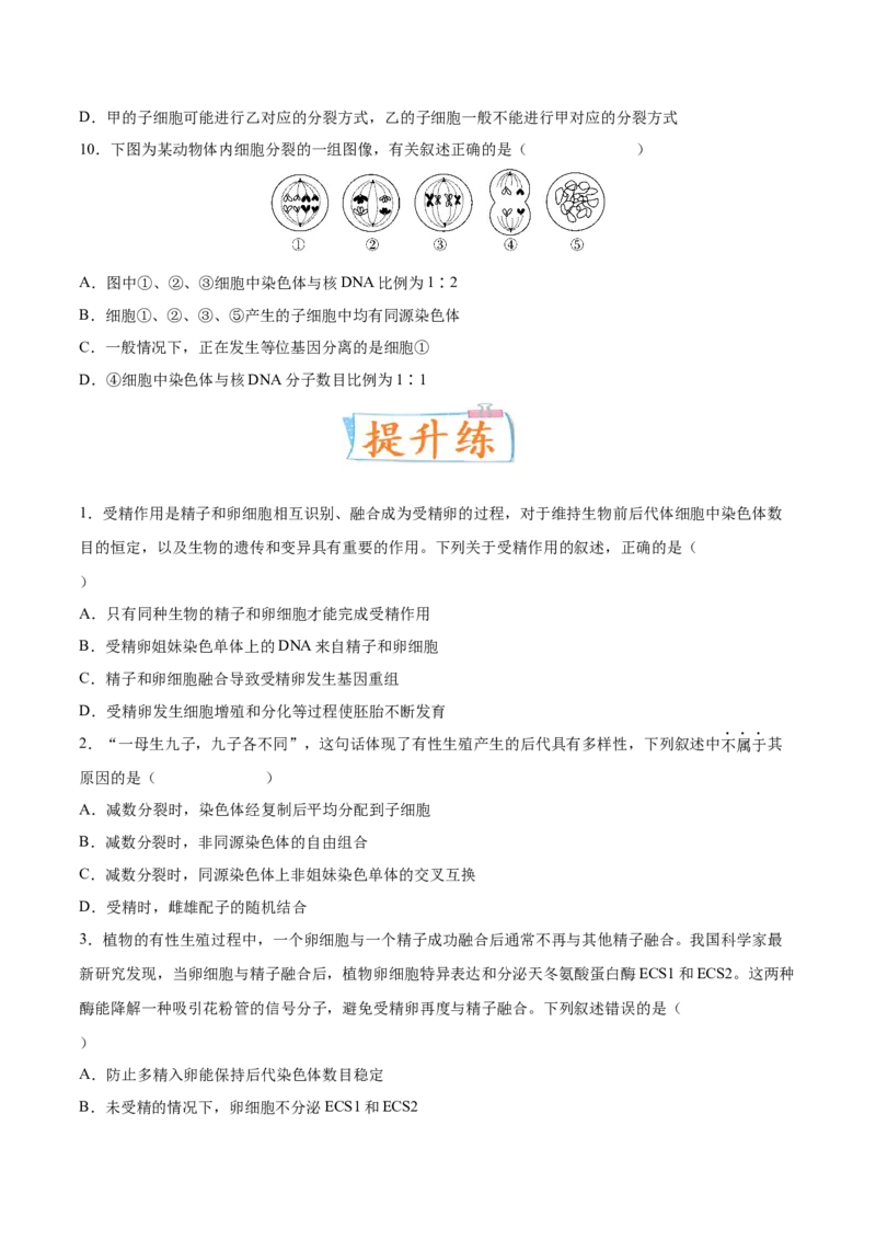 考向08减数分裂和受精作用-备战2023年高考生物一轮复习考点微专题（全国通用）（原卷版）_通用版（老高考）复习资料_2023年复习资料_一轮复习