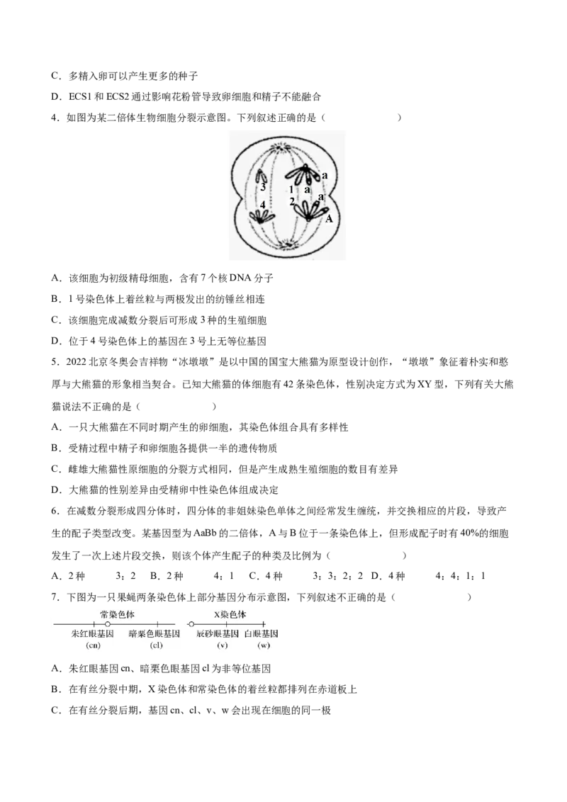 考向08减数分裂和受精作用-备战2023年高考生物一轮复习考点微专题（全国通用）（原卷版）_通用版（老高考）复习资料_2023年复习资料_一轮复习