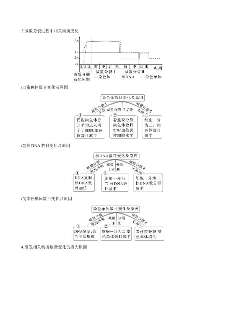 考向08减数分裂和受精作用-备战2023年高考生物一轮复习考点微专题（全国通用）（原卷版）_通用版（老高考）复习资料_2023年复习资料_一轮复习