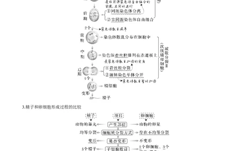 考向08减数分裂和受精作用-备战2023年高考生物一轮复习考点微专题（全国通用）（原卷版）_通用版（老高考）复习资料_2023年复习资料_一轮复习
