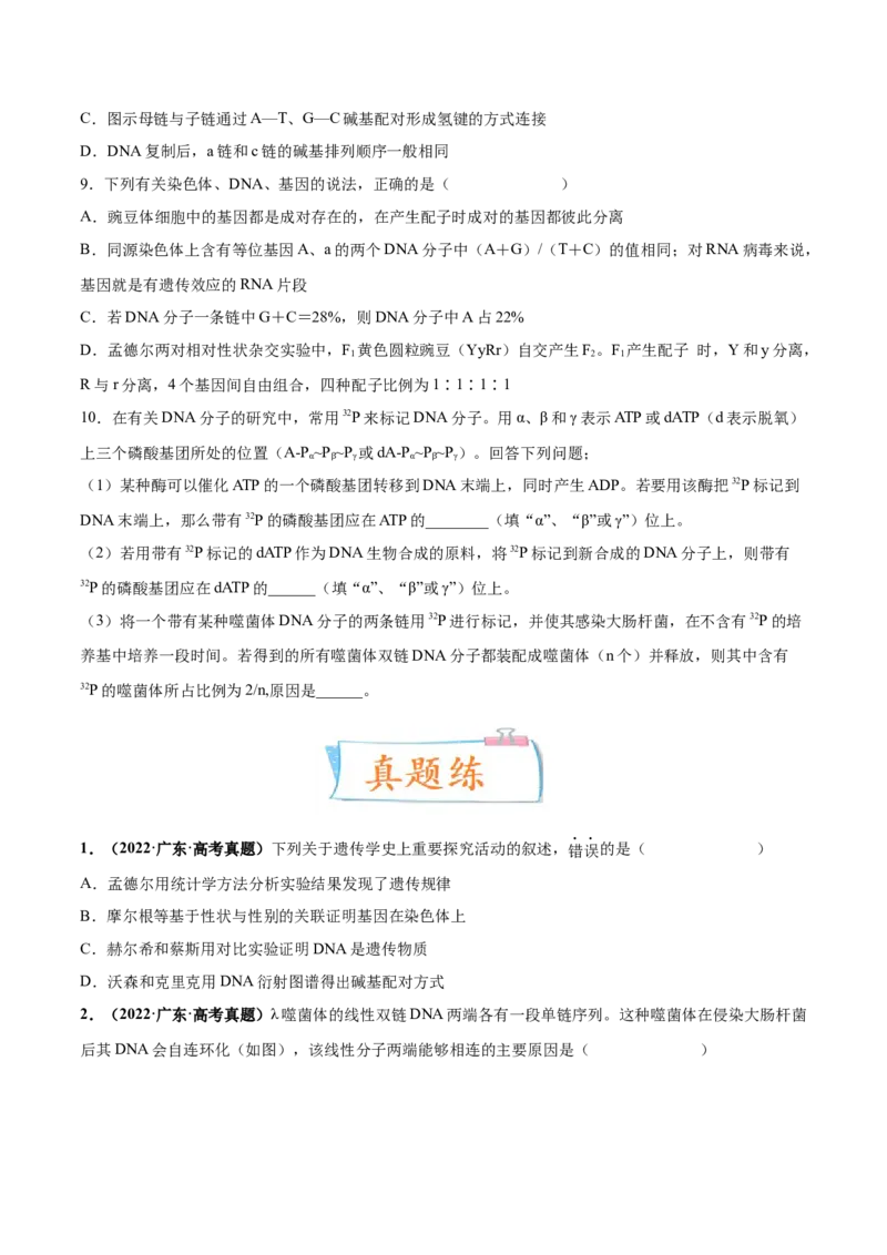 考向12基因的本质-备战2023年高考生物一轮复习考点微专题（全国通用）（原卷版）_通用版（老高考）复习资料_2023年复习资料_一轮复习