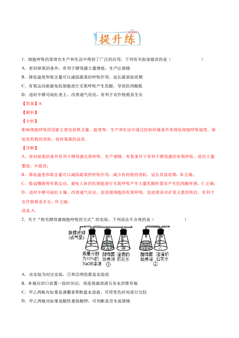 考向05细胞呼吸-备战2023年高考生物一轮复习考点微专题（全国通用）（解析版）_通用版（老高考）复习资料_2023年复习资料_一轮复习_备战2023年高考生物一轮复习考点微专题（全国通用）