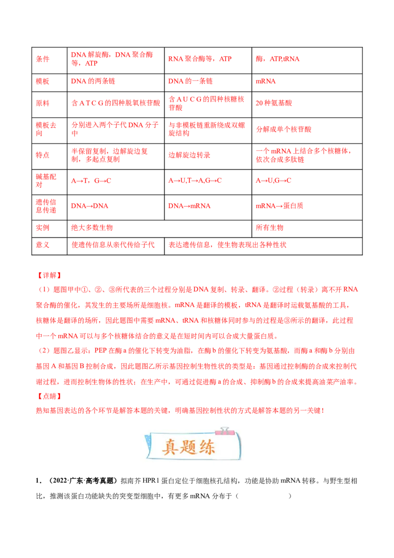考向13基因的表达-备战2023年高考生物一轮复习考点微专题（全国通用）（解析版）_通用版（老高考）复习资料_2023年复习资料_一轮复习